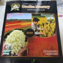 고당사 | 챌린지43일째/농사일지/옥천대림묘목농원방문후기/백일홍/안개나무/일본목단/문그로우/목수국/영레이디...