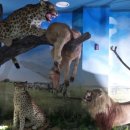 화진포생태박물관 이미지