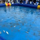 2025년 서천 홍원항 전어 꽃게 축제 기본정보 후기