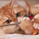 코네코 코야 이미지