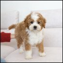 유어펫 라운지 강아지분양 이미지