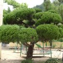 향나무로 이미지