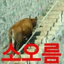 소오름