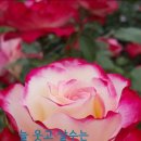 화요일 Daum카페