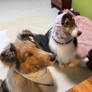 다Dog다Dog | 반려견 분리불안 노즈워크 요거트 리킹 보울 <다용도 강아지 그릇 Multi purpose dog bowl> 사용 후기