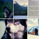 White Fang 이미지