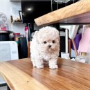 강아지분양 애견입양 아이러브독 수원점 말티푸미니비숑포메 | 수원 영통동 강아지분양, 아이러브독에서 추천받은 말티푸 보는 재미가 쏠쏠하다