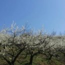 청매실농원 이미지