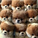 귀여운강아지 이미지