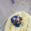 소중한 개 이미지