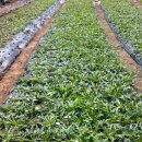 흰민들레농장 이미지