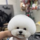 미용커트 | 일산 덕양구 행신동 애견미용실 바비펫샵 비숑 구름이 스포팅 양송이커트 미용 후기♥