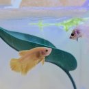 홈브리딩 이미지