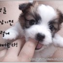 모