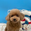 엘레강스펫샵 이미지