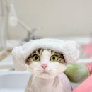 창원고양이미용 무냥무냥 | 부산 고양이 미용 | 서면 무냥무냥 무마취 고양이 미용 후기