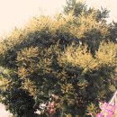 삼화당한약방