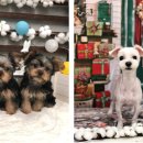 스위티독 이미지