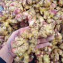 싱싱한 안동생강 50% 맛보기 이벤트 이미지