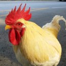 옛날토종닭 이미지