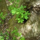 작은나무 이미지