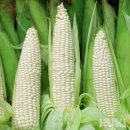 홍천말프라자 이미지