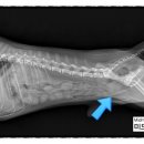 도담동물의료센터 이미지