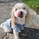 알로하 강아지유치원 호텔 이미지