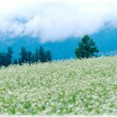 메밀꽃필무렵(전) 이미지