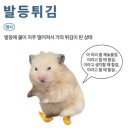 드림마이닝(주) | 데이터분석준전문가(ADsP) 5일의 전사 합격 후기(feat. 미어캣)