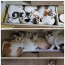 김상균 농장 | [후기] 보이지 않는 곳의 동물학대, 애니멀 호딩의 실제와 대안을 살펴보았습니다.