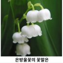 바이림