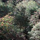 여명 당구클럽 | 랑탕 히말 산행후기(김남희 기자)(4)