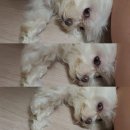 엔젤스톤 | 강아지 장례 _김포 엔젤스톤 반려동물 장례식장 이용후기