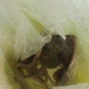 진주논개시장(장대시장) 이미지