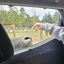 디어팜 (Deer Farm) | 근교 드라이브스루 사파리 &#34;올림픽게임팜 Olympic Game Farm&#34; (라마,꽃사슴,버팔로,곰,엘크에게 먹이...