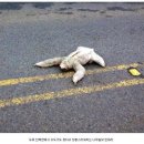 나무늘보 이미지