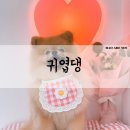 귀엽댕 | [대전애견샵/귀엽댕] 대전 갈마동 스트레스 없는 강아지 미용추천 귀엽댕