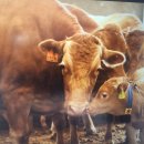 건초사료 | 한우농가사료종류와용도및설명