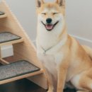 멍해묘해 이미지