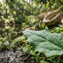 자연은 동물병원 | 집 앞 나물이 부른 충격… 뇌에서 발견된 8cm 기생충