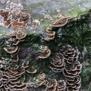 반어적 암시 이미지