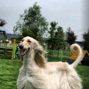 퍼피랜드 이미지