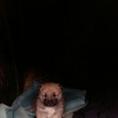 풍산농장 이미지