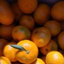 금동농장 이미지