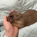 경인렌트카 | 한라산 정상 없는 겨울 한라산 여행 1탄: 소동물 호텔부터 흑돼지까지 (3박4일 코스)