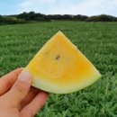 아어가지 이미지