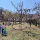 북서울꿈의숲 벚꽃 구경 호원벚꽃페스타 후기