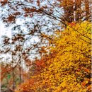 장태울다리 이미지