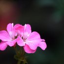 서울숲6 이미지